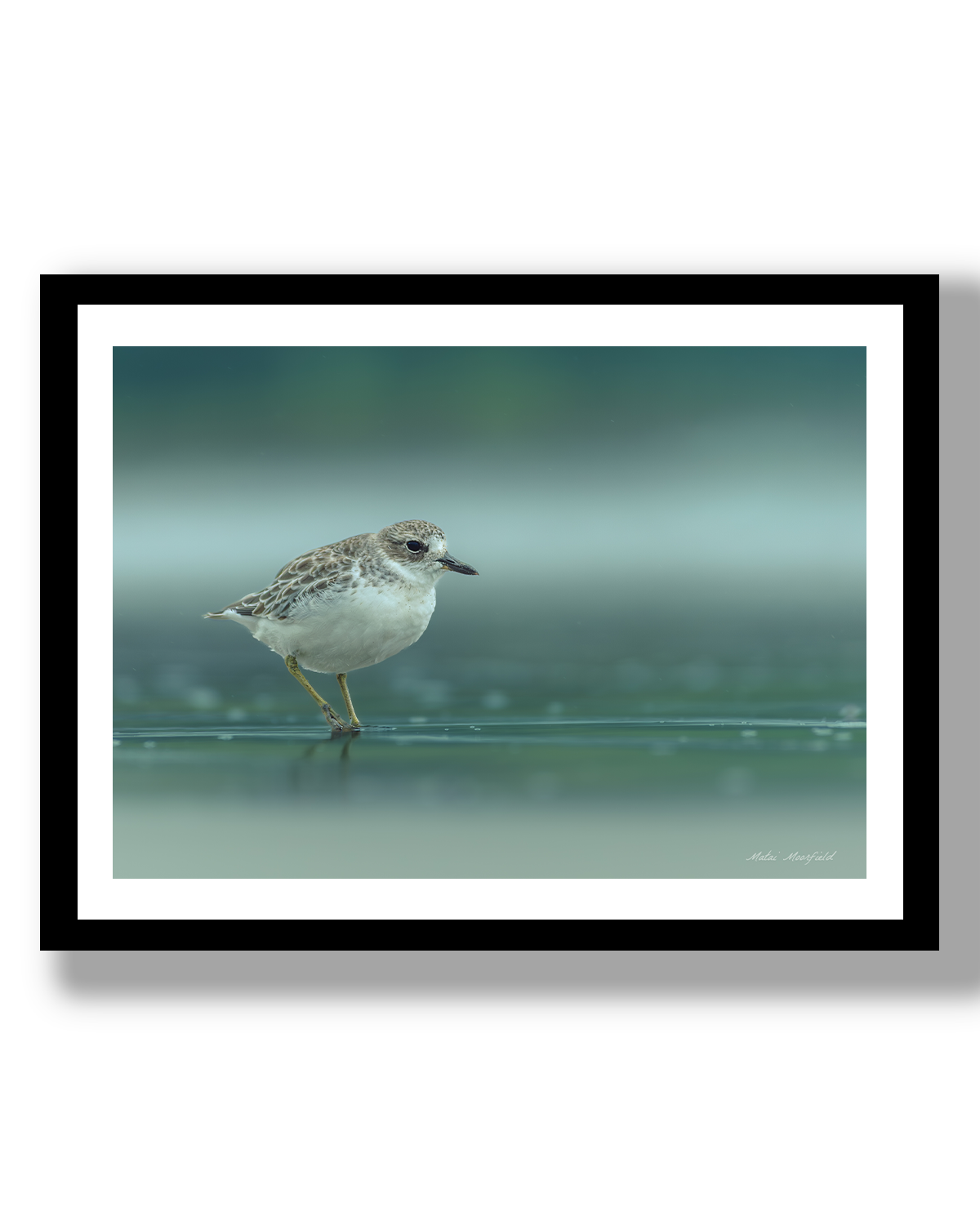 Native Northern Dotterel reflected in hazy sea at sunset, Large A3 Print - Fine Art, Coromandel, Port Jackson, New Zealand — wildlife bird photo by Matai Moorfield.